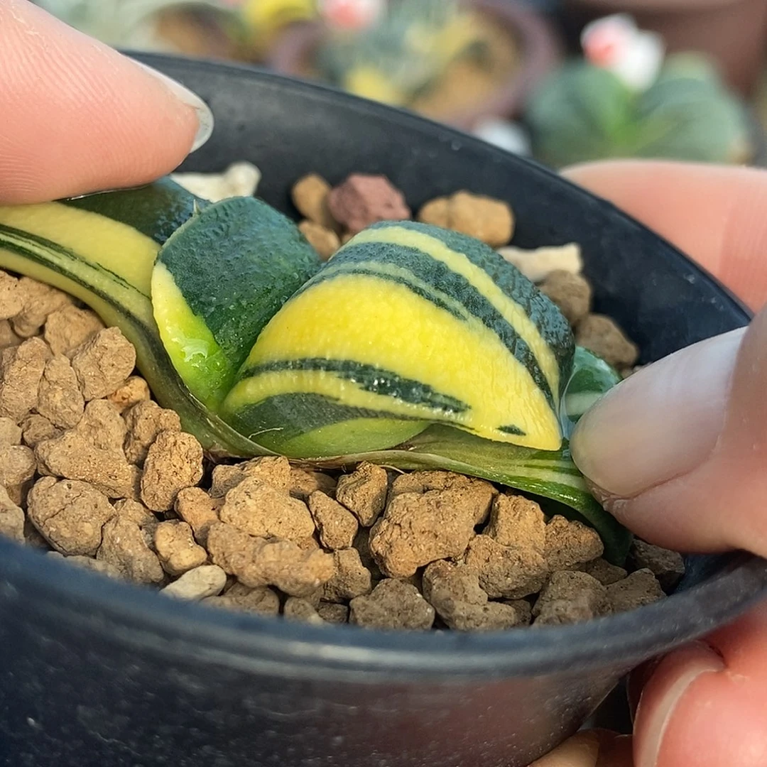 981军配卧牛实生锦带盆发货