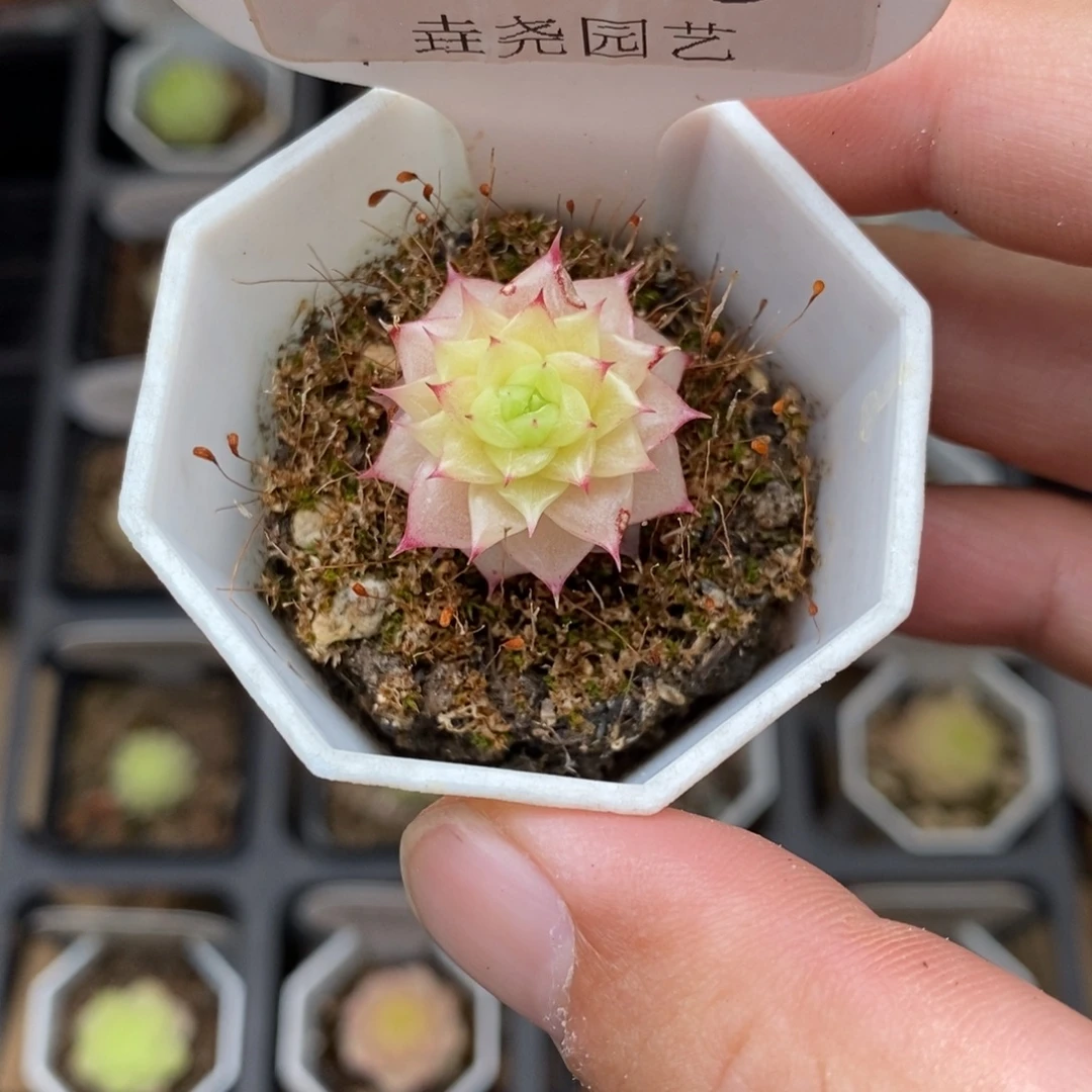 0018 麦秆单头 2cm