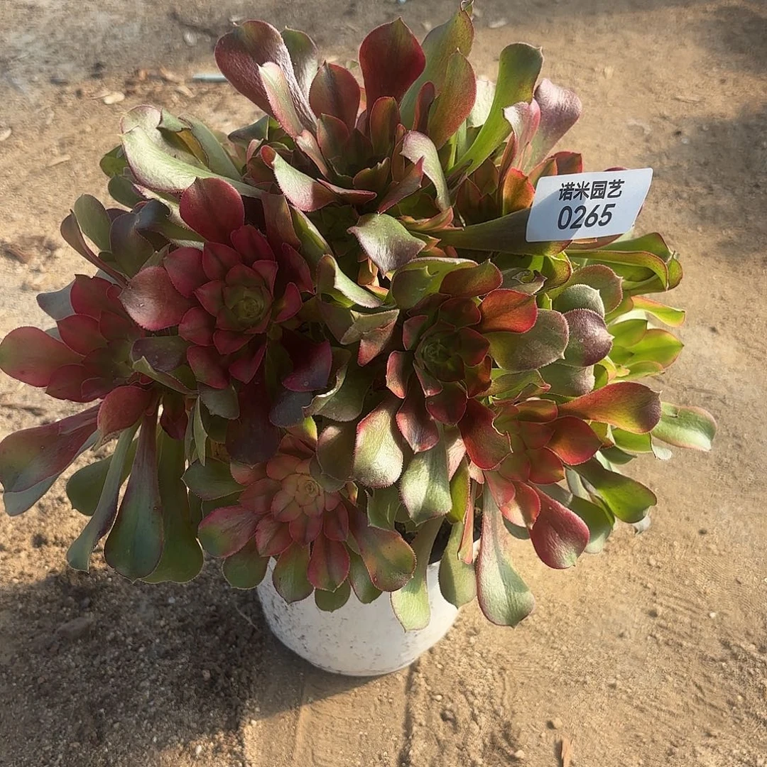 腹轮锦手捧多肉植物265