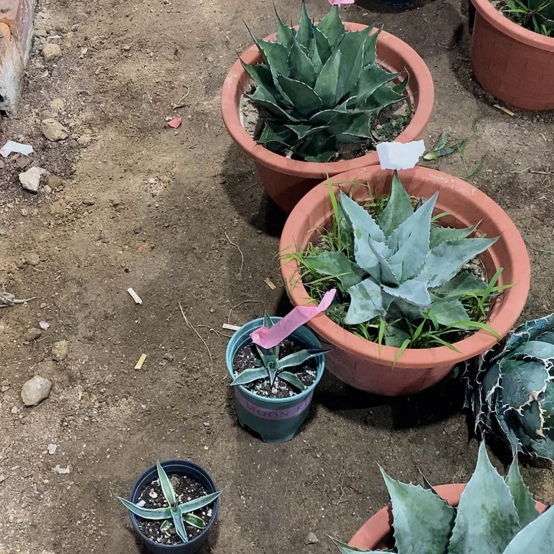 没***叭0301鲸鱼舌锦带盆土