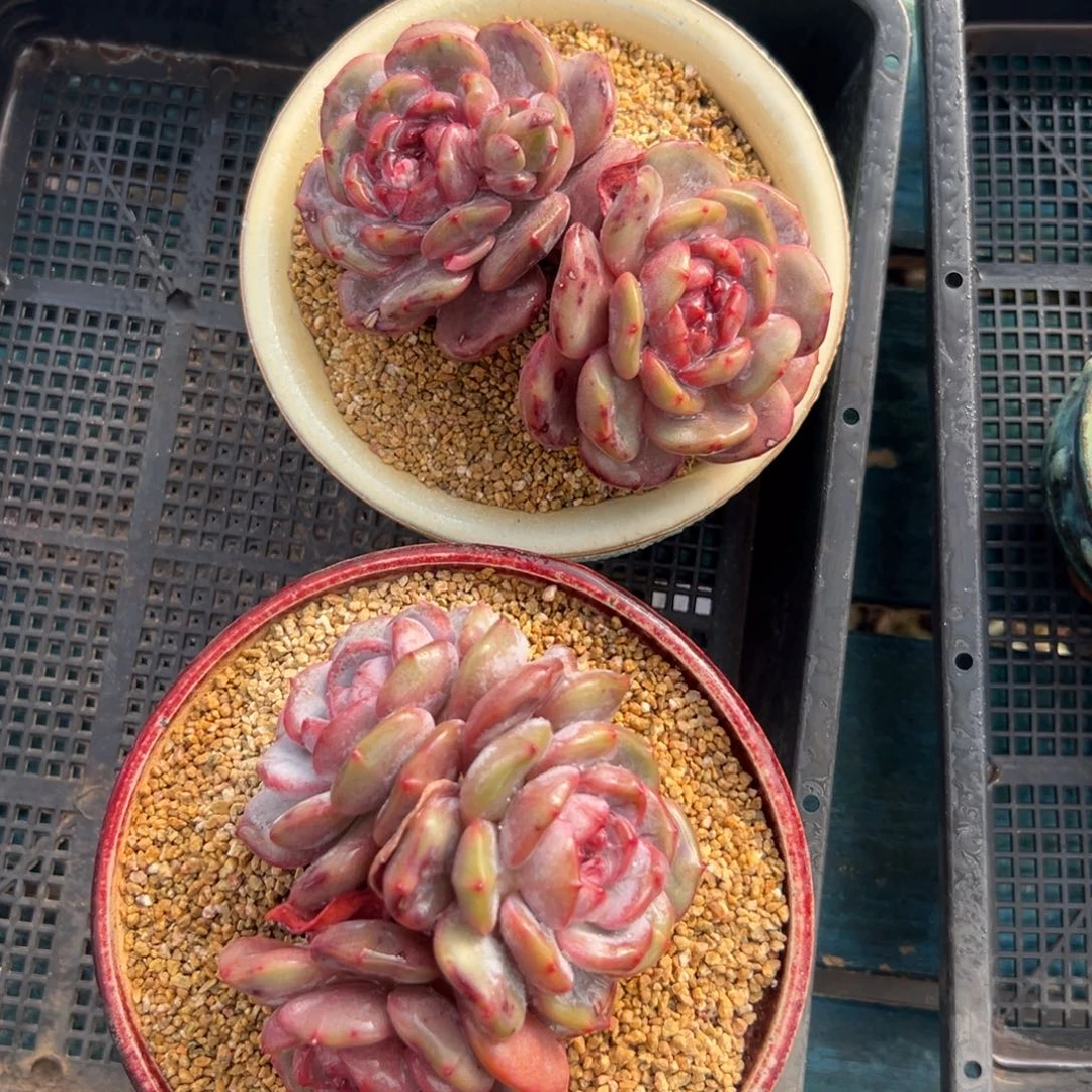 多肉一物一拍0125-29