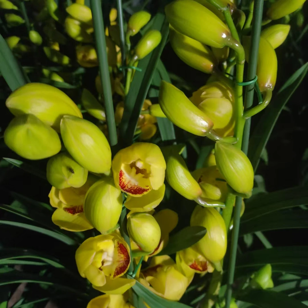 【黄金岁月】黄色系大花蕙兰