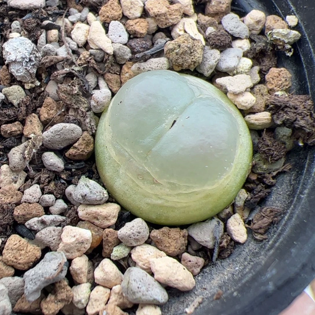 0385号拉登 多肉植物
