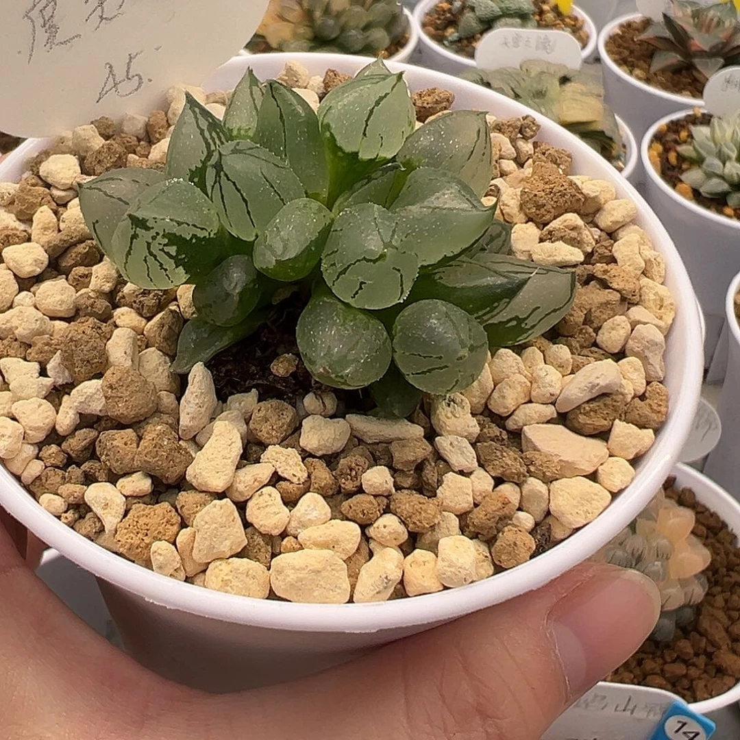 双头虞美人111111111