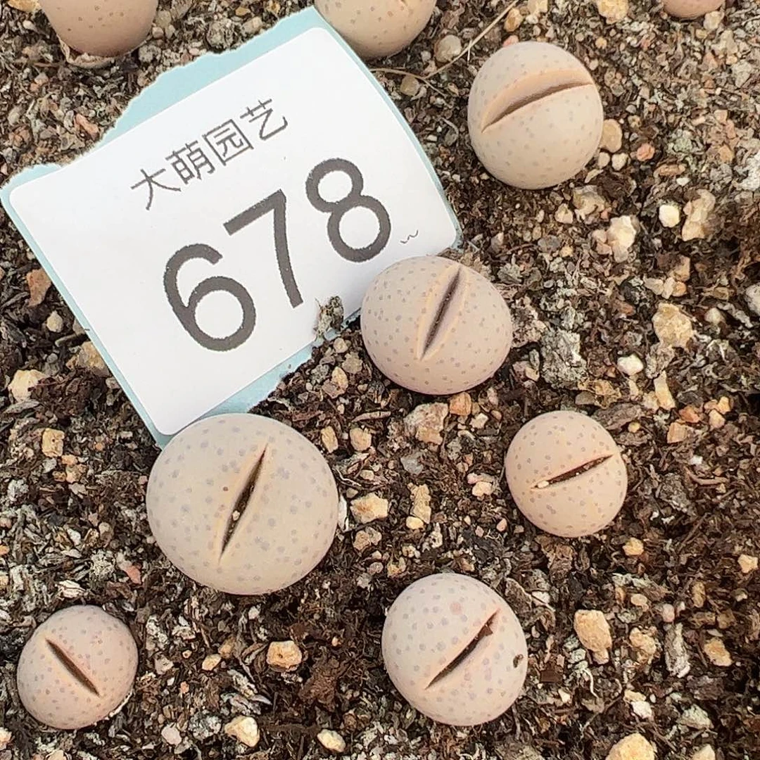 量拍幻玉3颗一组      678