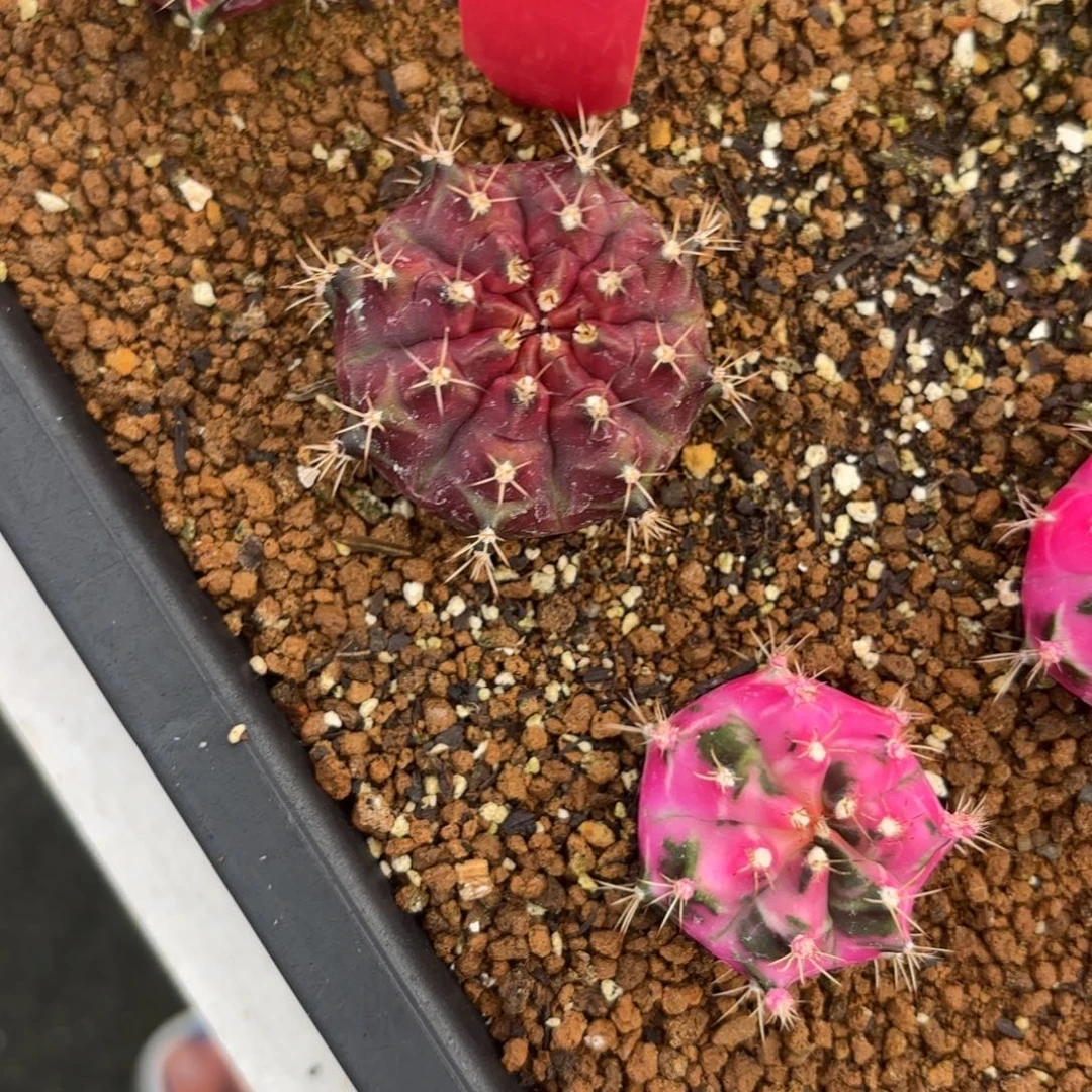 L551-0104泰国发货