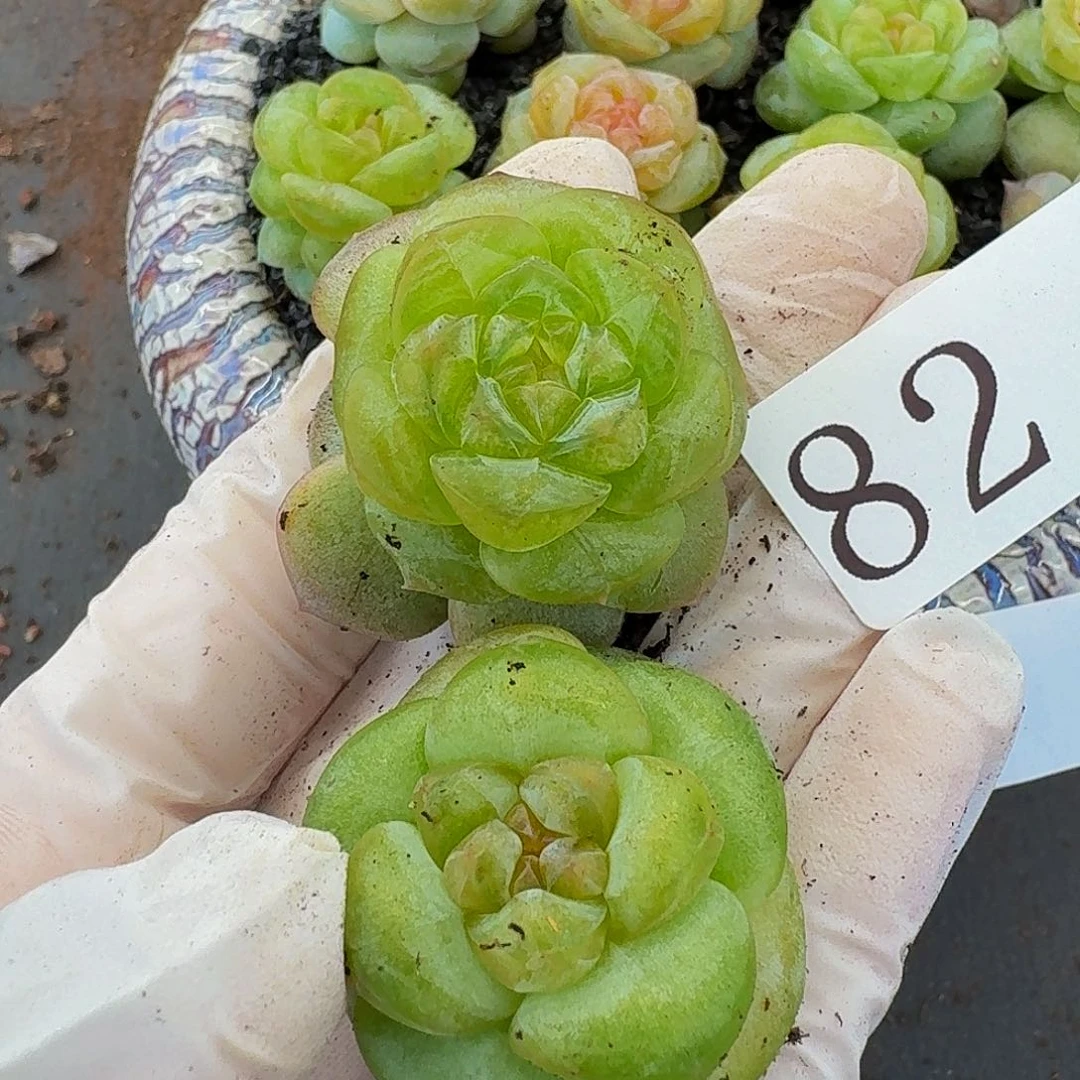 多肉植物多肉植物82