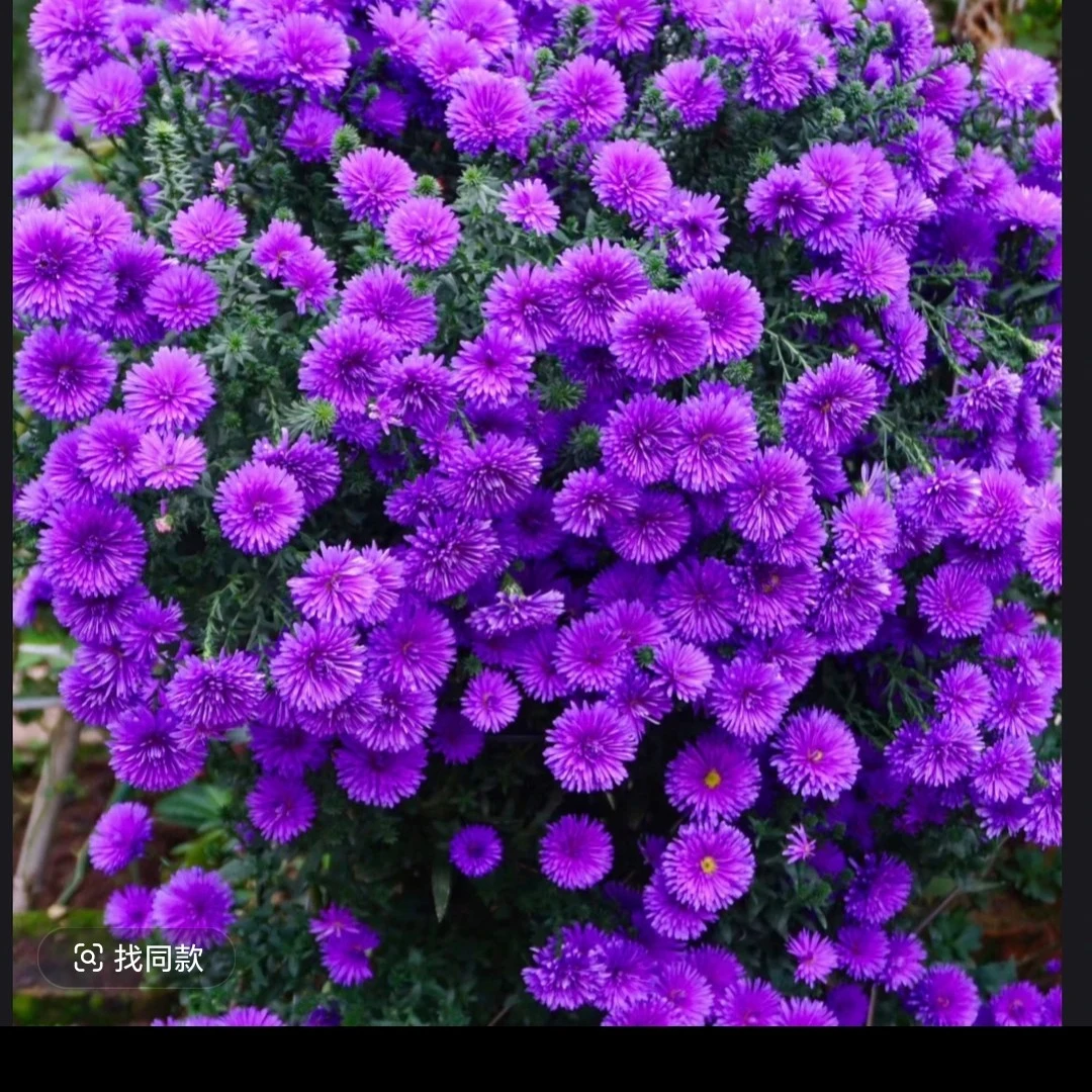 紫菀小菊 盆栽云南基地直发
