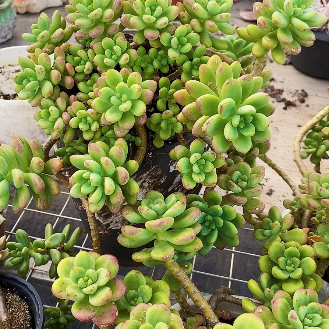 香格里拉多头群生老桩