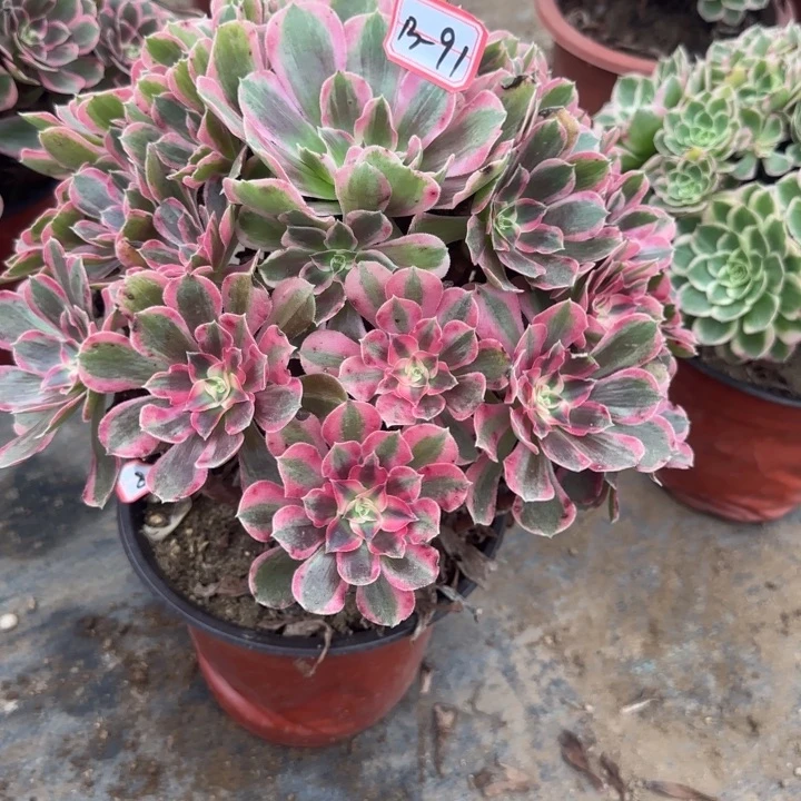 13-91男神不包断肢