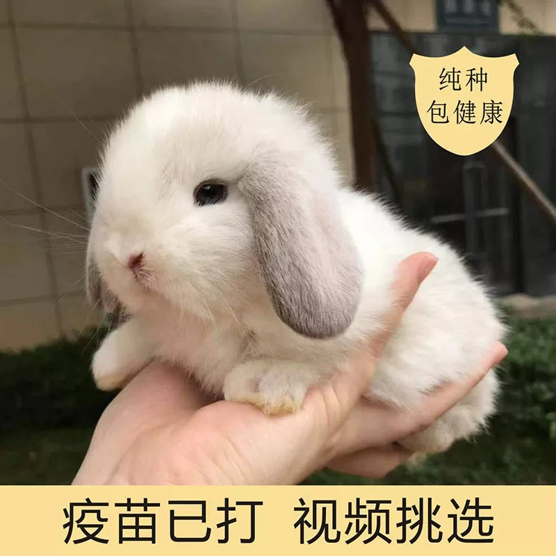 小喜直播专属垂耳兔大圆脸双血统包子腮顺丰包包邮包活到家