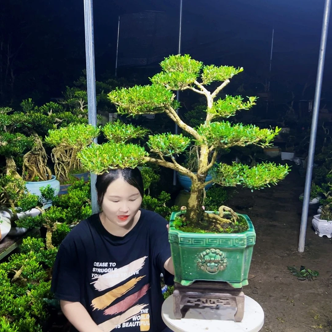 湛***厂无花朵黄杨木