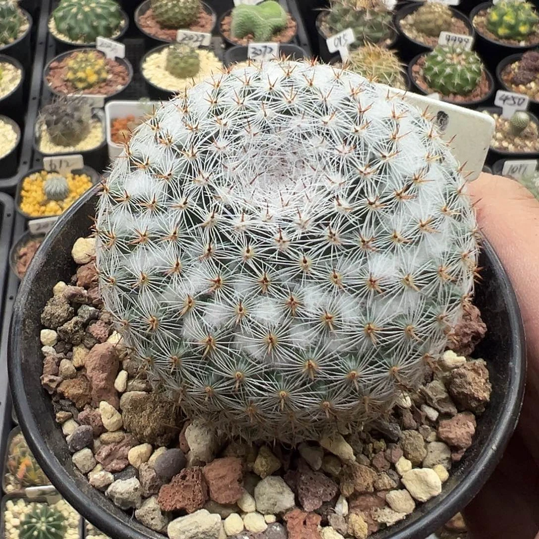 1001实生日系恋山彦