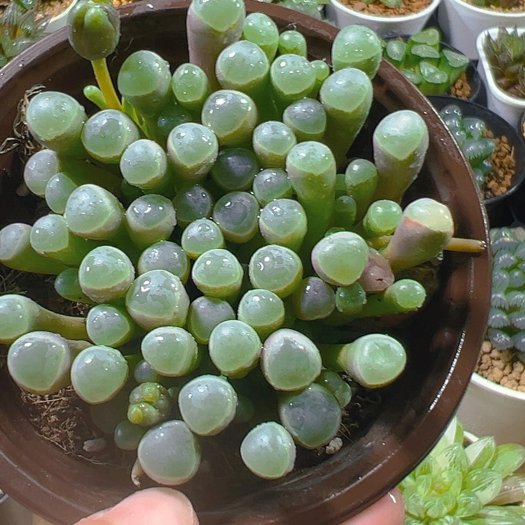 五十玲玉玉露多肉植物一颗