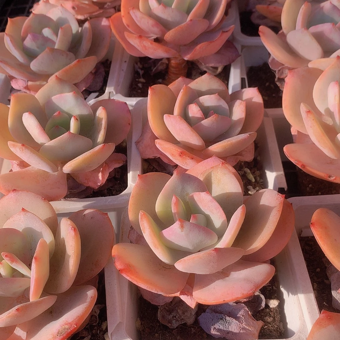 老庄白凤4567899000000