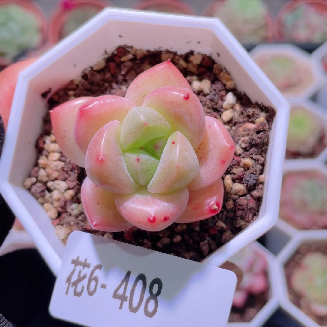 爱**风花利美6-408新品