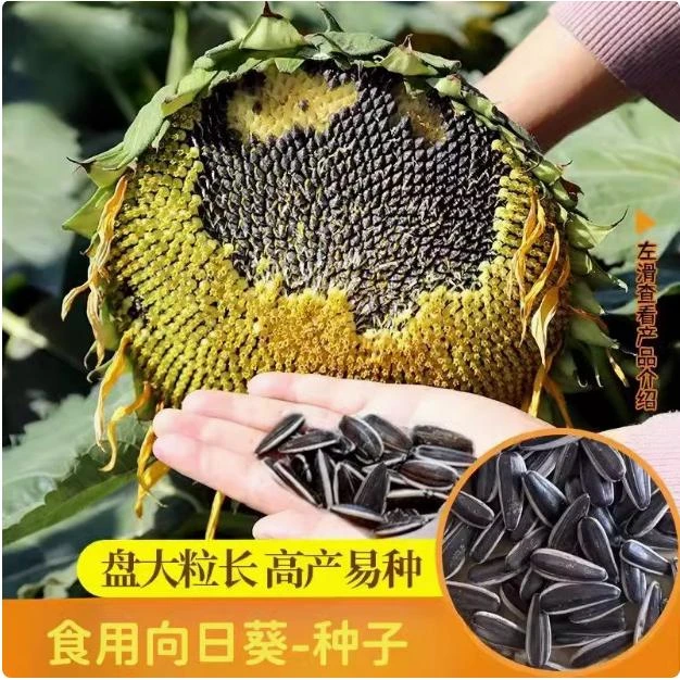 高质放青松绿植大粒黑食用向日葵种子种孑葵花板葵四季盆栽观赏春