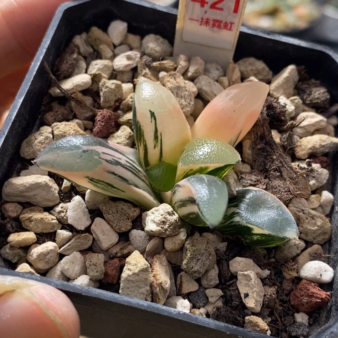 421号丘比特锦多肉植物的