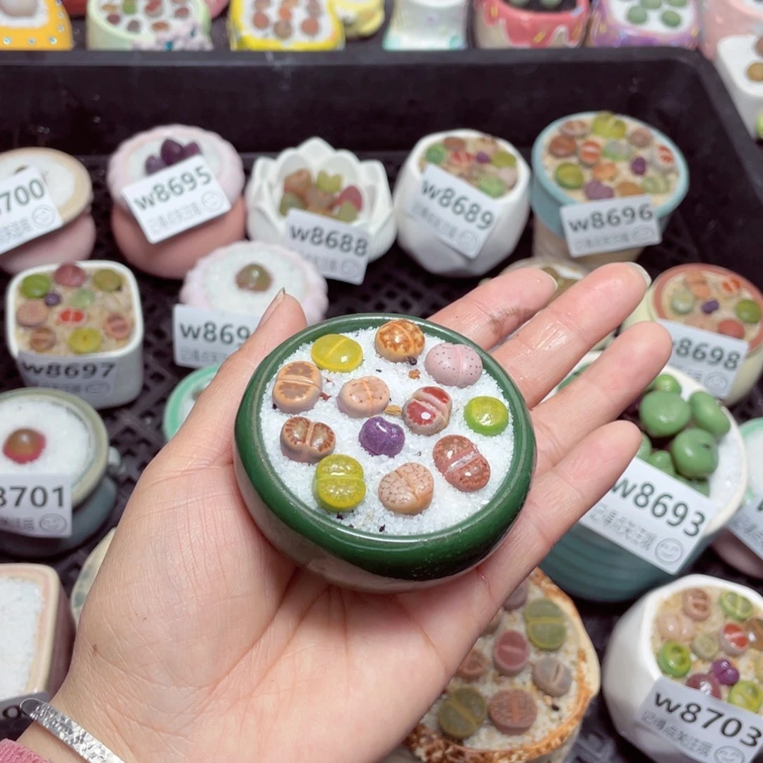 w8705 零下地区拍保温箱-15支持寄养