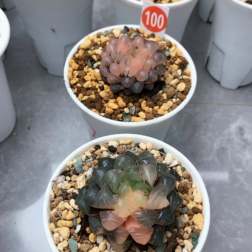 【闪购商品】1*冰灯锦二个100