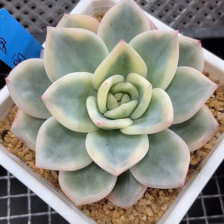 伊丽莎白锦多肉植物