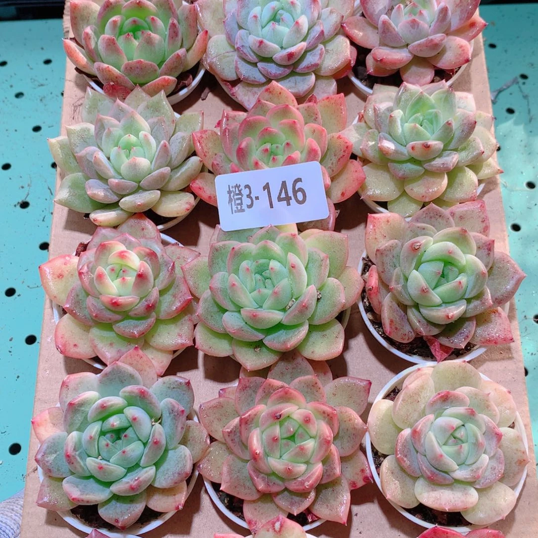 3-1一物一拍多肉带盆18颗