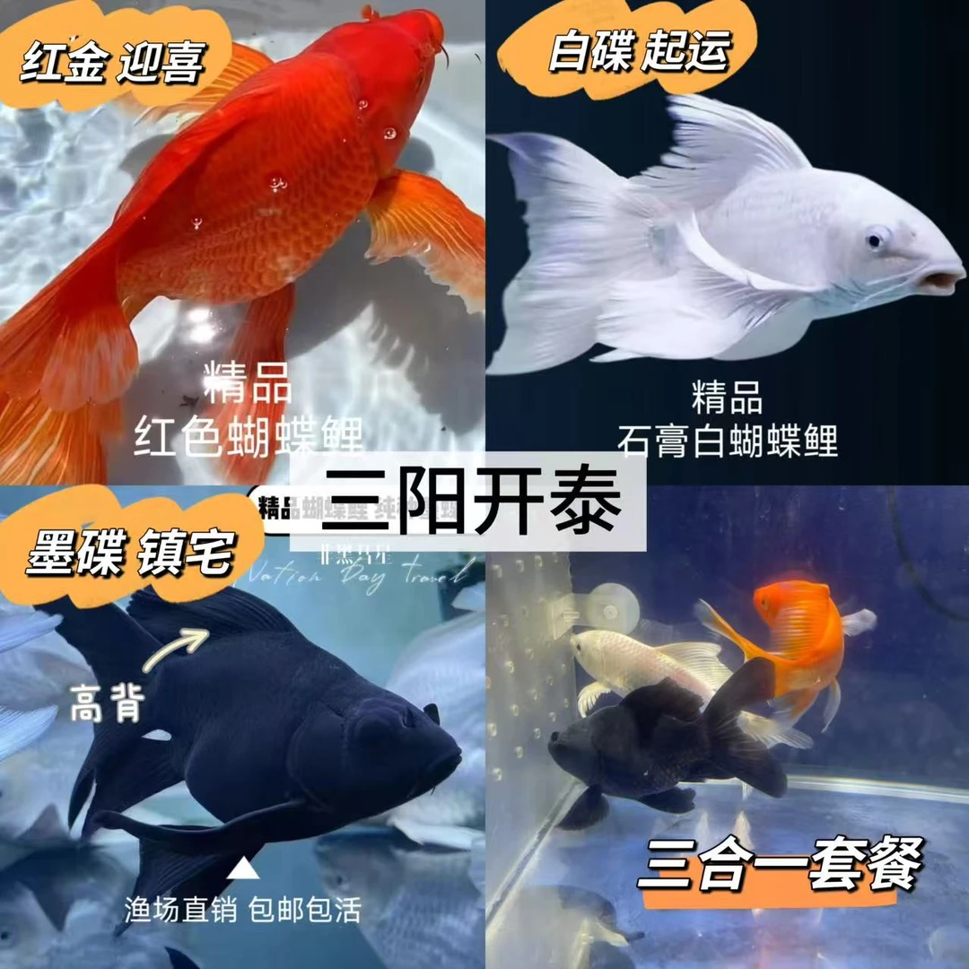 墨蝶白蝶精品蝴蝶鲤 精挑黑色贵妃白球体蝴蝶鲤小型观赏渔场直销