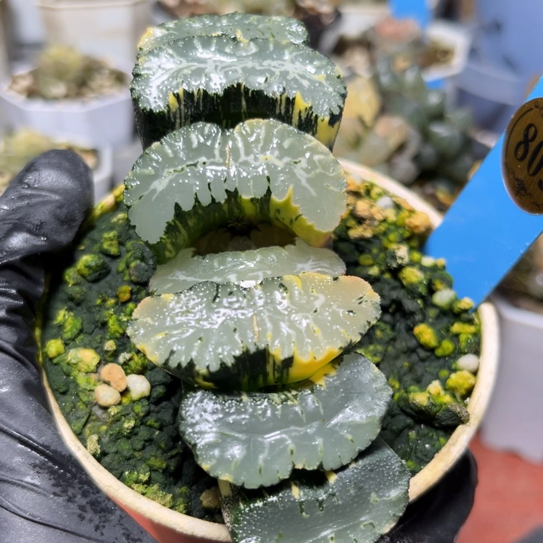 恭喜发财大吉大利803