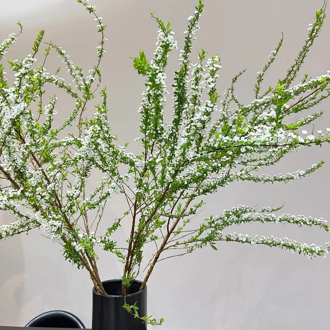 花花 鲜枝雪柳花 一单包邮云南直发