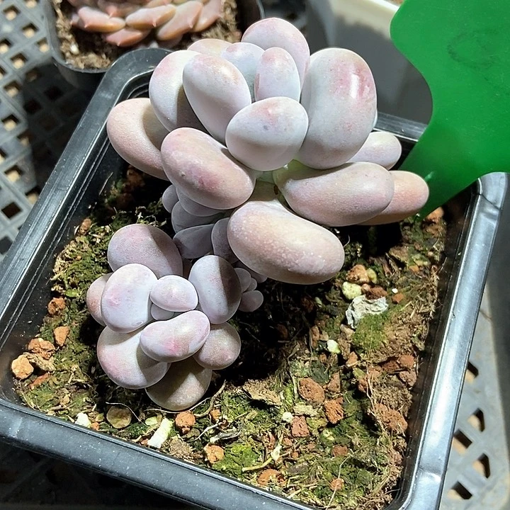 易*多肉植物630多肉