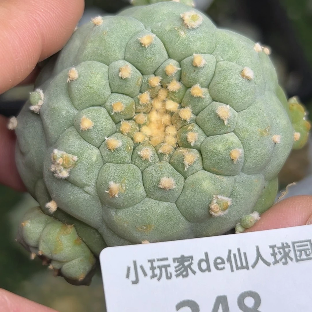伟***6348 仙人球的海鲜