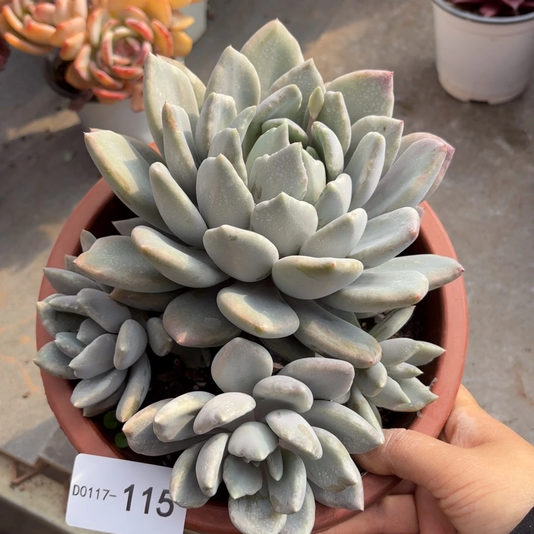 同温层多肉胖美人115