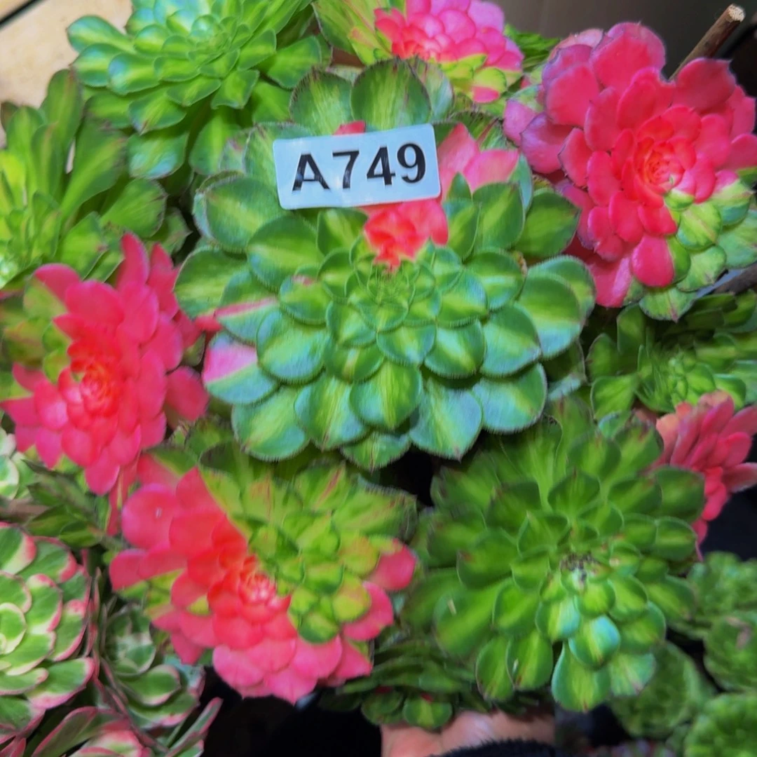 葛***华749多肉植物法师号