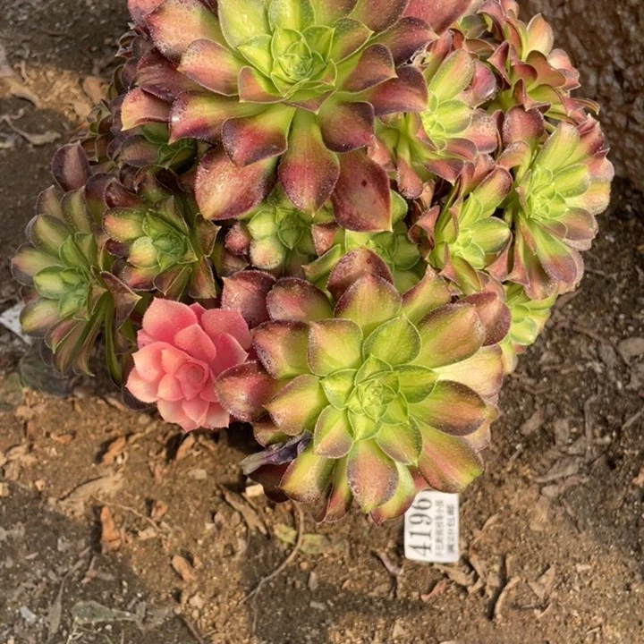 492号韶华多肉植物