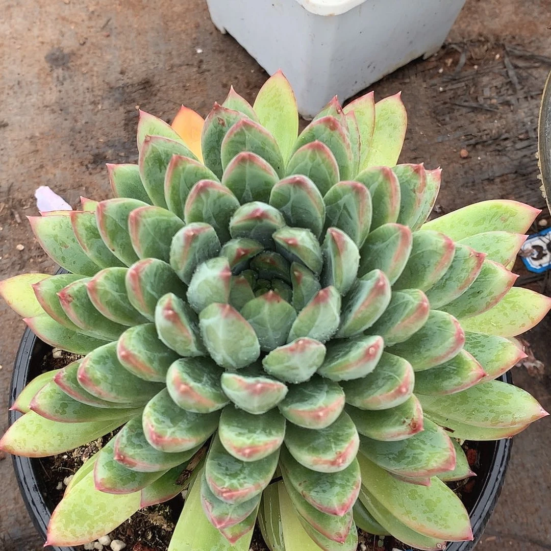 762美人一物一拍多肉