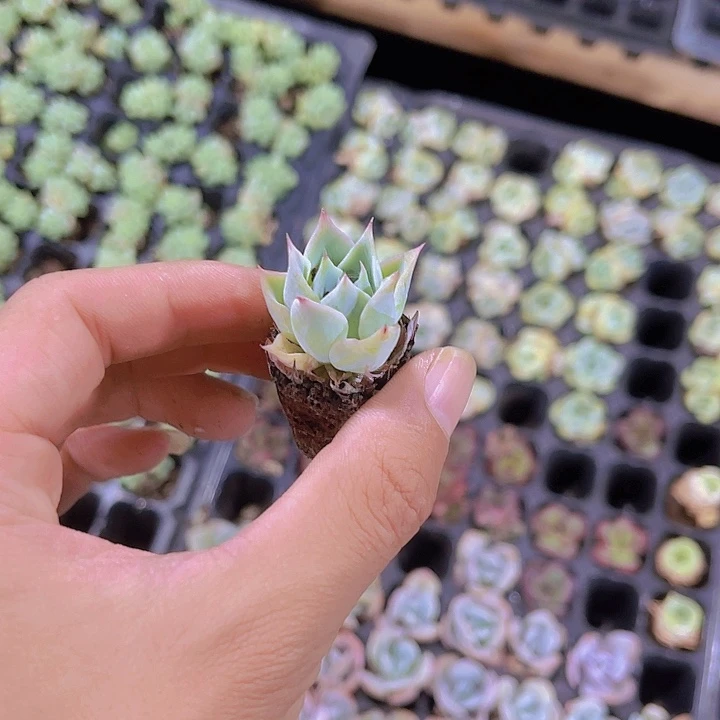 精品一单三颗天上人间不售后