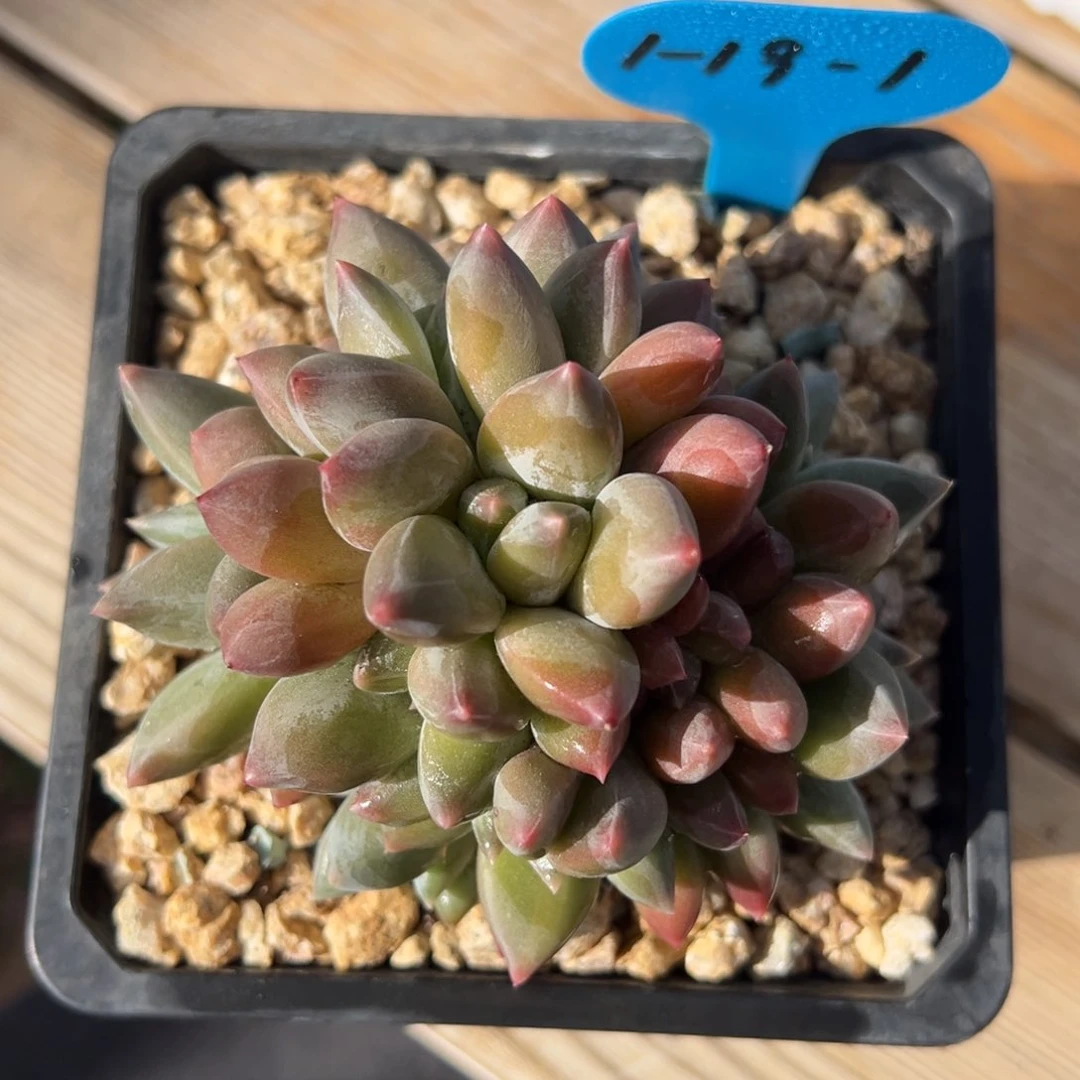 1-19-1重楼多肉植物