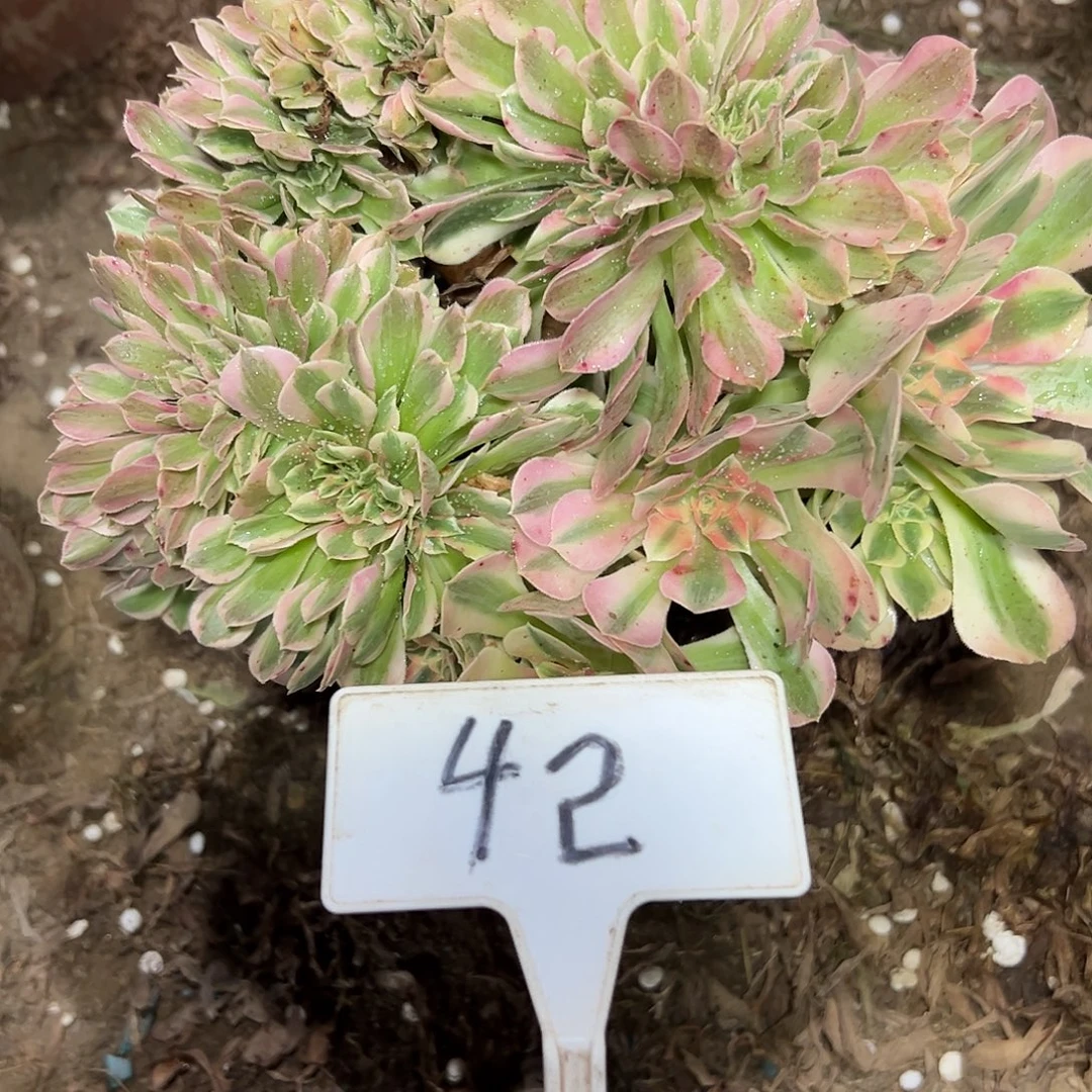 多肉植物粉女巫缀花42