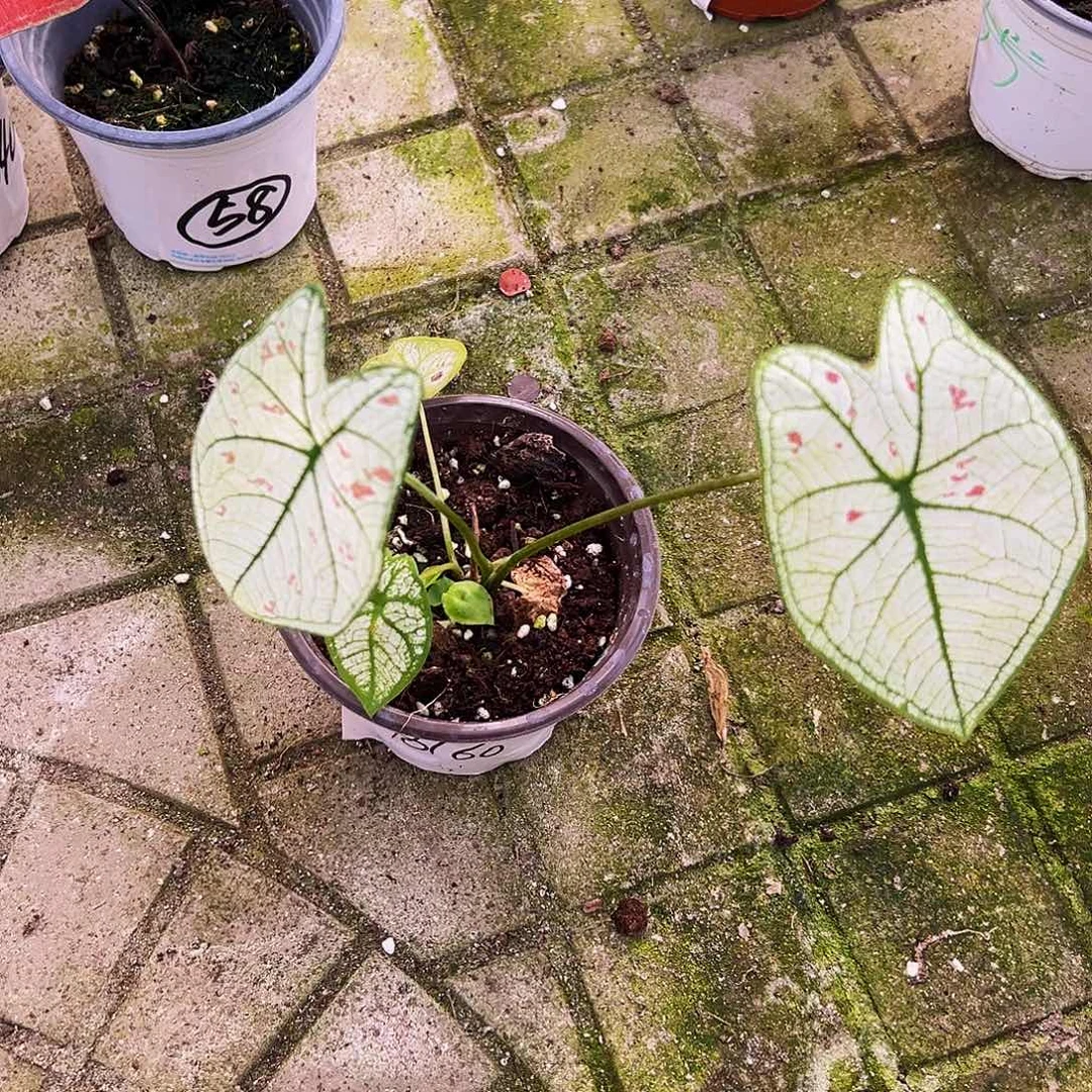 可***O完全开放一物一拍8160