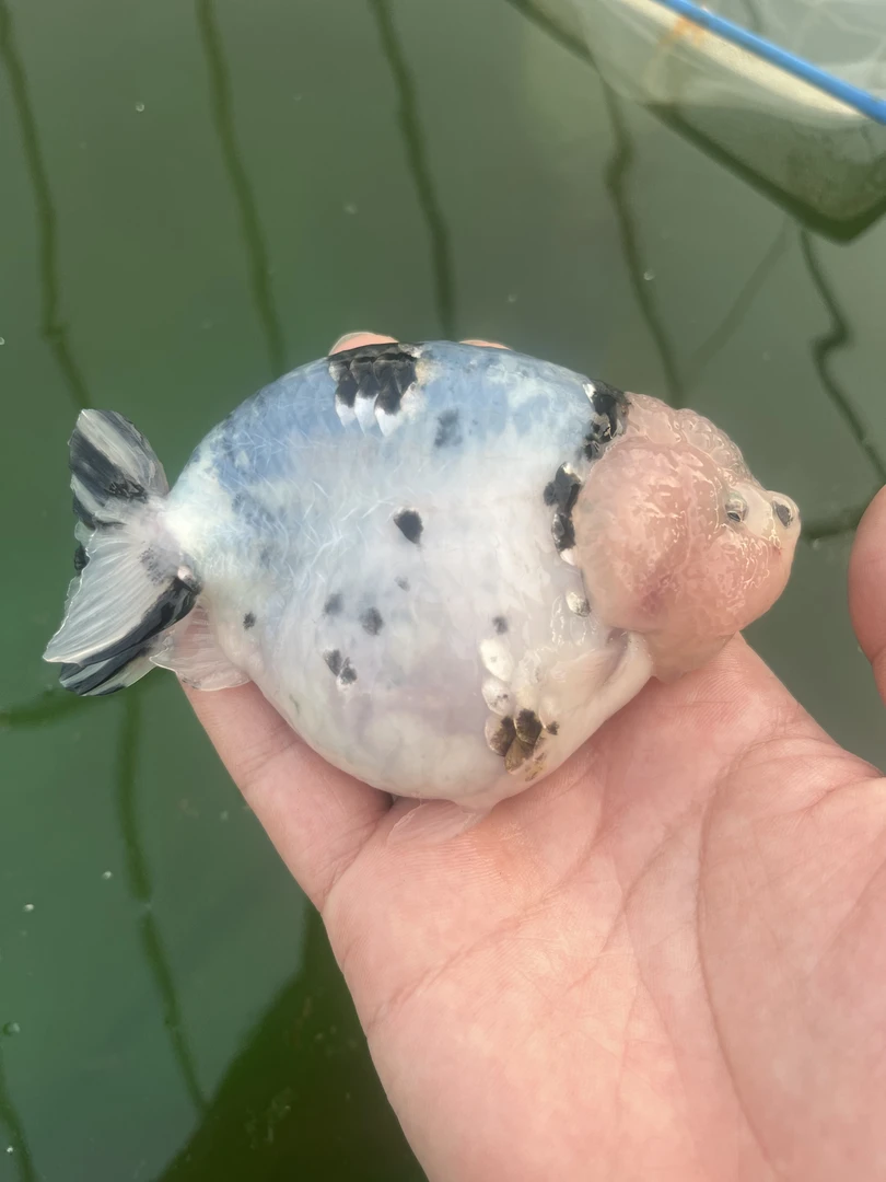 十年年老渔场专业优选兰寿金鱼大头元宝体（直播间专用）