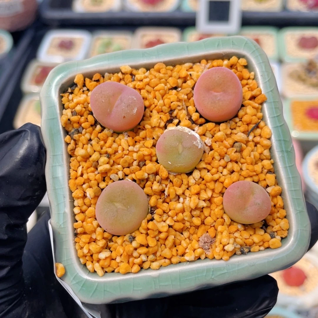 无花朵7843--一物一拍 带盆