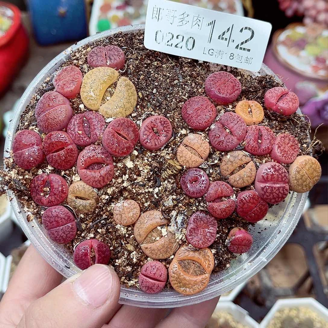 郎哥多肉生石花20-142