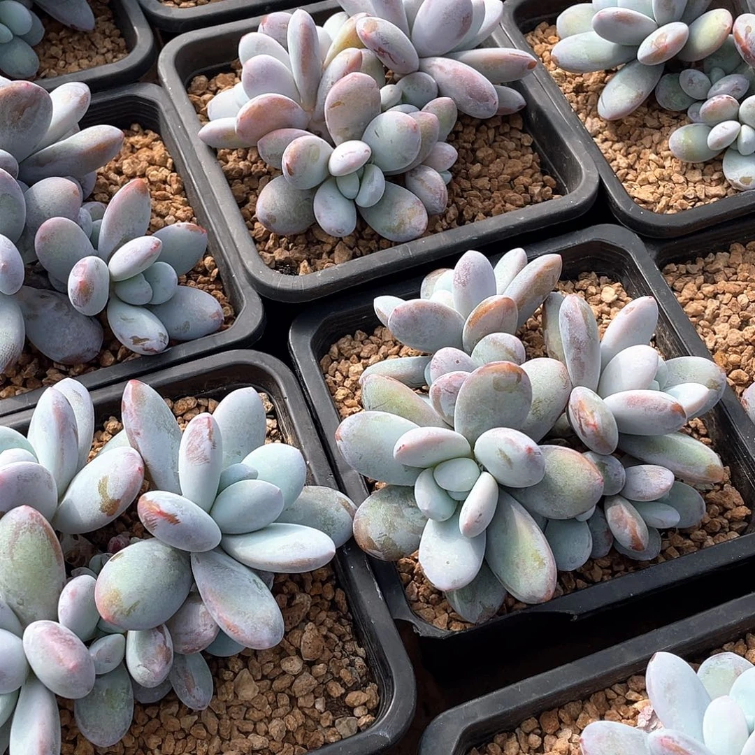 雪美人精控多头13厘米可挑