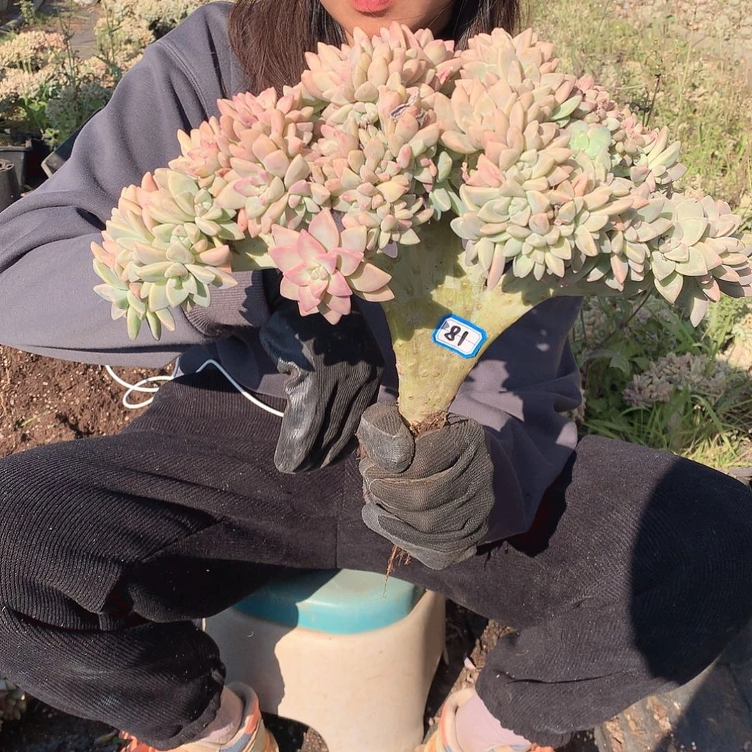 81 淡雪缀 一物一拍