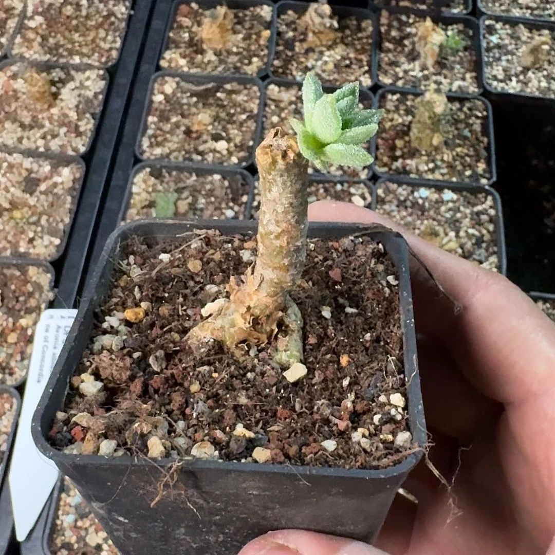 曼锦奇峰锦一个带盆