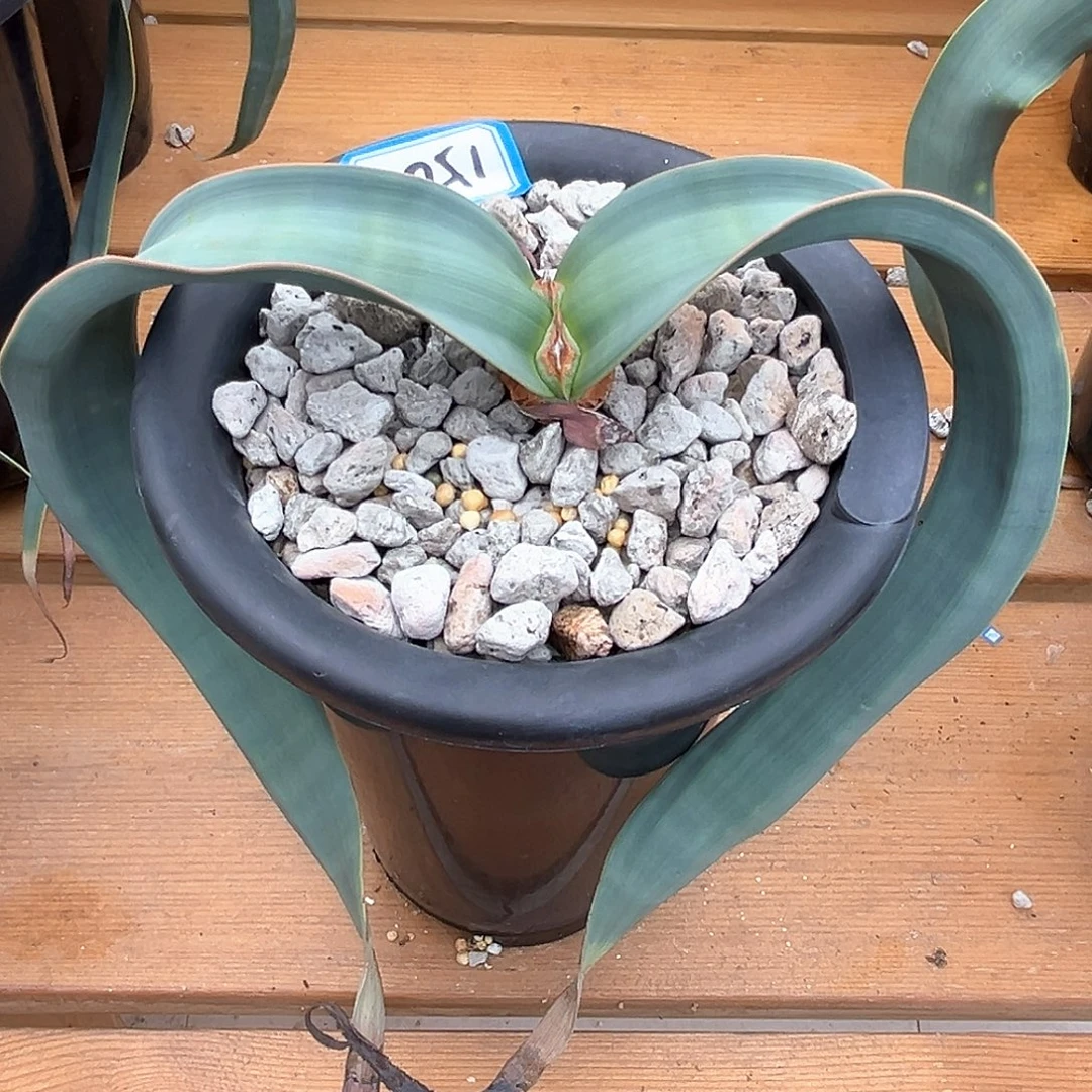 潮流植物百岁兰，超蓝150