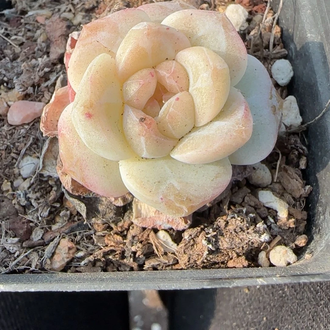 多肉小卡拉米糖心一物一拍