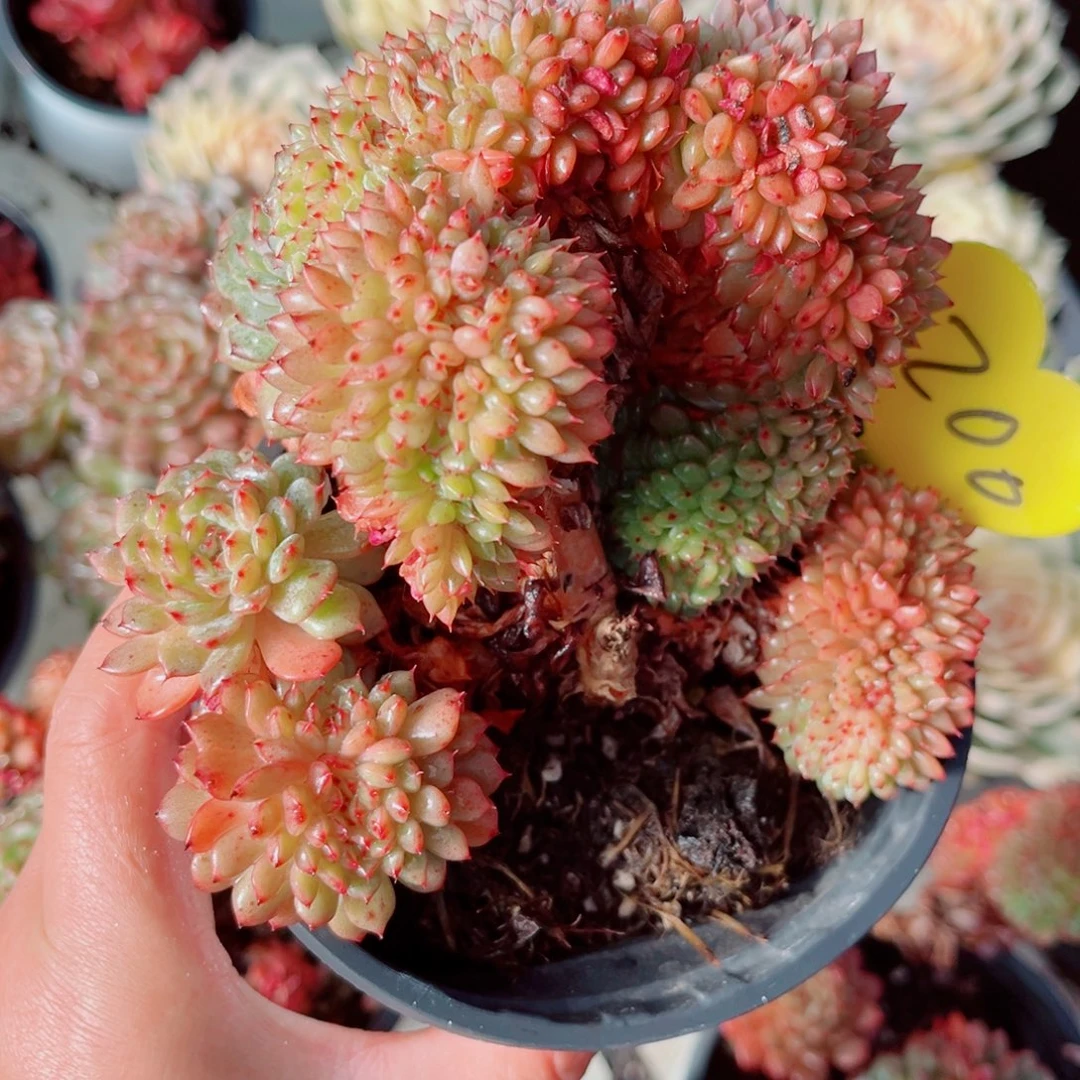 高***数200号小老桩白胖子缀