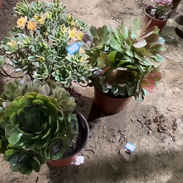 674多肉植物瑕疵特价，