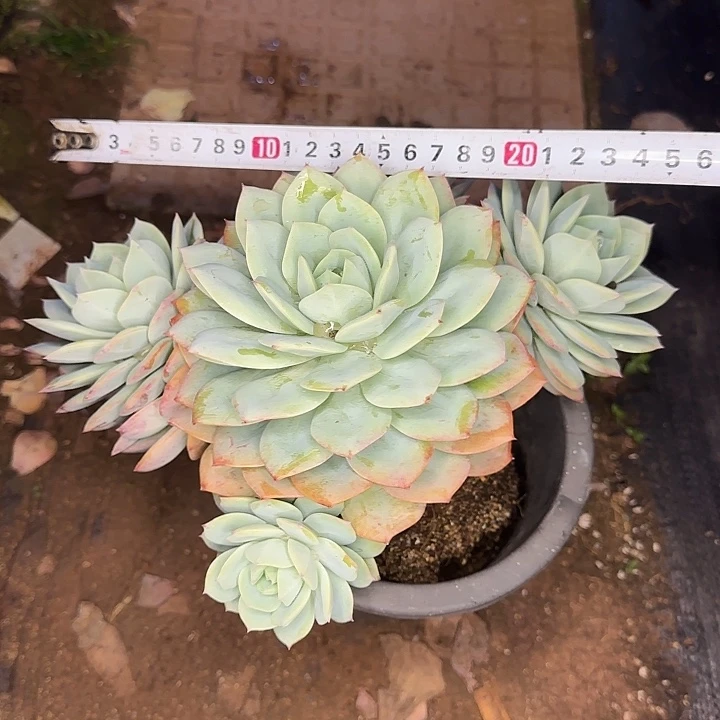 多肉植物一物一拍恋曲671